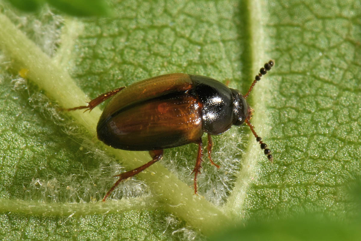 Leiodidae: Leiodes calcarata (Erichson, 1845) (cf)